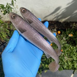 Skinny Shad 20 cm Coloris Personnalisé